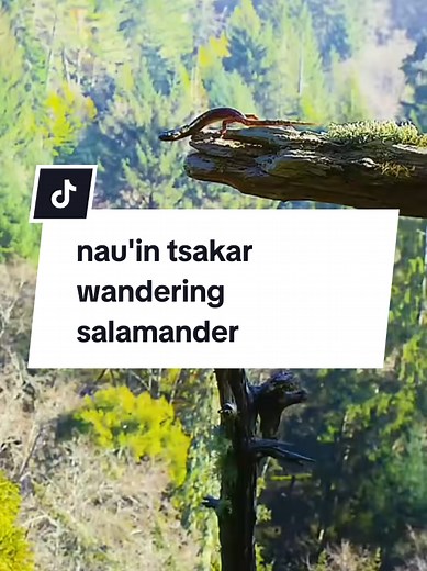Wandering Salamander: Nau'in Tsakar Salamander a Hausa