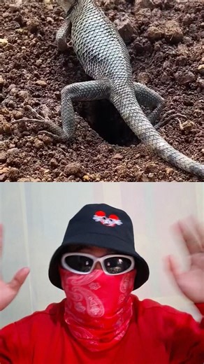 Don't move, the lizard is laying eggs😨⁉️