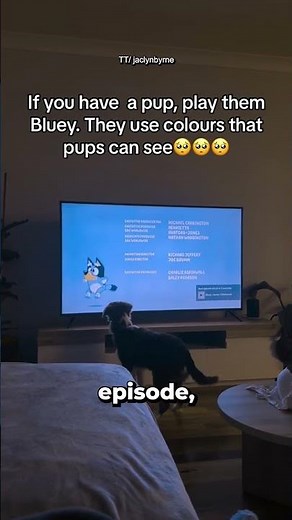 Dog Excitingly Watches Bluey Because It Shows Colors Dogs Can See 🥺