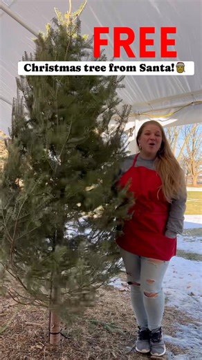 2.5K views · 48 reactions | FREE CHRISTMAS TREE!! Santa just called me and purchased the last Christmas and said he wants to gift it to the first family who can make it to the shop today! 珞珞 | Hometown Christmas Trees | Facebook