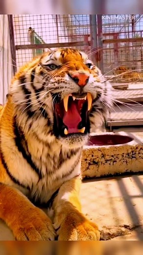 Lion vs Tiger: Strongest, Loudest, Most Beautiful Roar? Share Your Opinion!