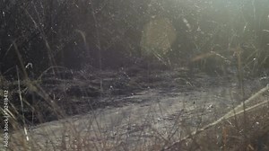 strong Doberman dog training, running team in the harness with the tire of the car weight pulling 8