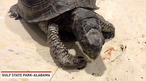 "Breakfast is the most important meal of the day! Here is Homer, a Gulf Coast box turtle, enjoying his meal. He loves worms so much...he even recognizes the container they come in!" - Gulf State Park-Alabama | The National Desk - TND