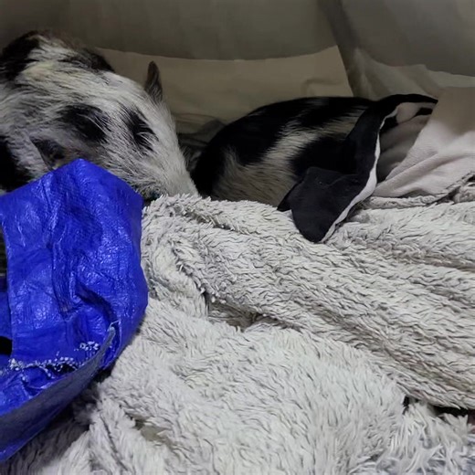 14K views · 1K reactions | Sleepy piggies | Polly the Performing Princess Pig | Facebook