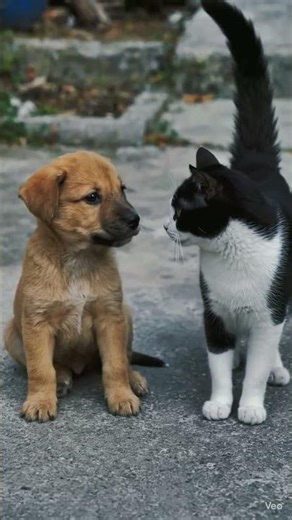 Cún với mèo hôm nay không quậy nữa rồi