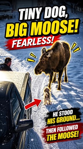 Little Dog Refuses To Listen During Moose Encounter #dog #moose