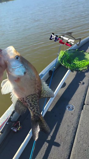 Anyone ever seen a crappie like this??? @SnackyLures @Crappie Magnet @Eyeholejig @B'n'M Poles @K9FISHINGLINE @Hobie Eyewear #crappie #crappieguide #crappiefishing #fishingtexas #fyp #fypシ #fish #fishing