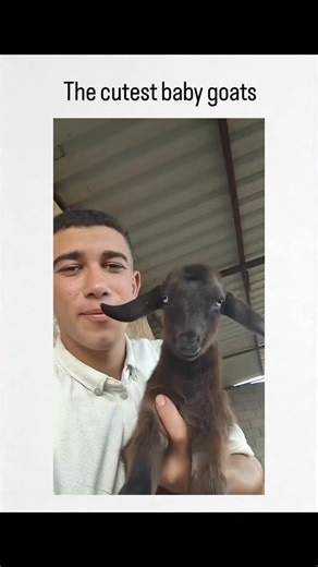sachin Jangid on Instagram: "l features a 65-second compilation video of baby goats making exaggerated facial expressions and bleats while held by humans, amassingmillion views likes in two days due to its humorous, relatable charm. The goats' wide eyes, small noses, and floppy ears exemplify Konrad Lorenz's "baby schema" from his ethology work, triggering innate human nurturing responses and boosting the video's viral appeal. Goats' vocalizations, often mimicking human screams or laughs, convey