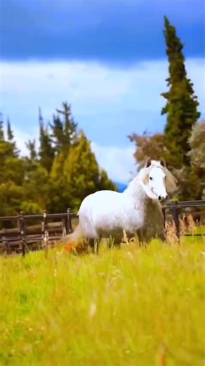 Gray Gypsy Horse: A Unique North American Breed