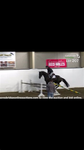 Day 2 of the October Sporthorse Performance Sale has commenced here in Goresbridge Horse Sales in the Sales Complex. 🐴 October Sporthorse Performance Sale 📆21st - 23rd October ⏰Performance 9:30am | Auction 10:30am Performance Livestream - https://goresbridge.com/sporthorse/ Auction/Online Gallery - https://www.goresbridgeonlineauctions.com #goresbridge #goresbridgehorsesales #horsesales #kilkenny #ireland | Goresbridge Horse Sales