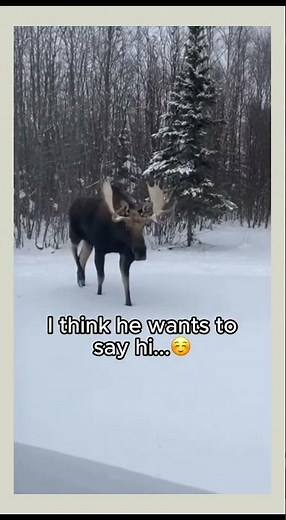 A Moose Walked Out of the Woods… Then This Happened 🫎❄️