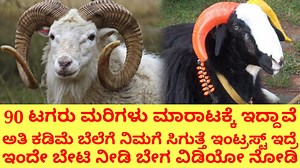 19K views · 2.6K reactions | 60 ಟಗರು ಮರಿಗಳು ಮಾರಾಟಕ್ಕೆ ಇದ್ದಾವೆ | Kannada Nudi | Facebook