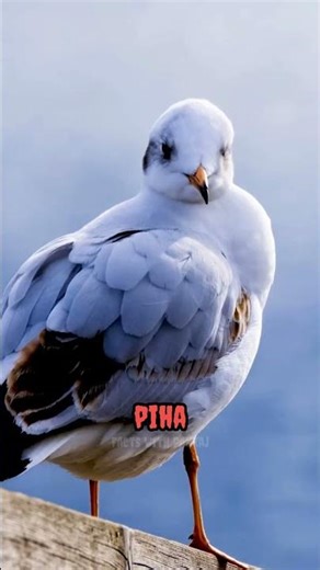 weird sounds of birds। #viral ।#youtubeshort ।#shorts