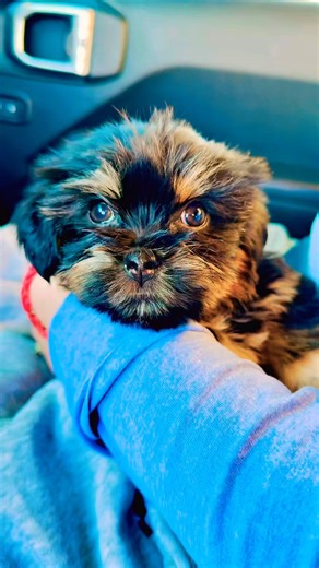 Cute Little Puppy #puppy #shorkie #cute #shorts #youtubeshorts #fyp #viral