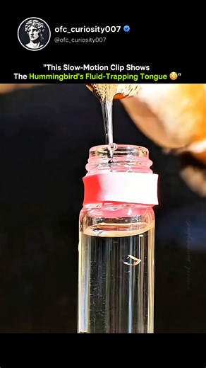 Knowledge Is Power on Instagram: "This tiny creature drinks faster than your eyes can follow 🐦💧 Using a forked, high-speed tongue, it licks up liquid at nearly 20 times per second, far too fast for the human eye to catch. The tongue works like a microscopic pump, trapping liquid through rapid motion and surface tension rather than simple scooping. This clever design allows efficient feeding while hovering midair, saving precious energy. What looks effortless is actually a masterpiece of biolog