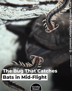 94K views · 122 reactions | The Amazonian giant centipede, a.k.a. the Peruvian giant  yellow-leg centipede, is the largest centipede species in the world. This information alone is enough to give some people the creeps. But once you learn that it can hunt snakes and actually snatch bats in midair, the giant centipede begins to look like an alien monster from a horror movie. Needless to say, it’s also highly venomous. | Sunday Roast | Facebook