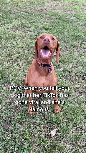 Maple Bacon | Goofy Pupper on TikTok