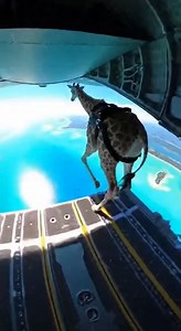 16K views · 70 reactions | Watch this incredible video of a brave giraffe, equipped with special harnesses, fearlessly leaping from the ramp of a massive military transport plane. Experience a rapid freefall against a backdrop of stunning coastal scenery, followed by a spectacular parachute deployment, leading to a gentle glide over white sandy beaches and turquoise waters. A truly impressive animal adventure! 漣漣漣 | Aliens UFO Caught on Camera | Facebook