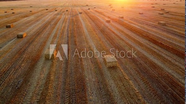 Square bales of pressed wheat straw lie on the field after the wheat harvest at sunset and dawn. Compressed straw bales on farm land after harvest. Agricultural farming industry. Agrarian industrial