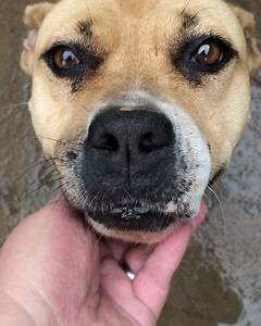 3K views · 288 reactions | Ahhhh pode até ser que eles não tem voz mas o poder de diálogo desse olhar é fora do comum! Janis é uma moça cheia de dengo á procura de adoção e e seus mais de 70 irmãos! Venha conhecer e nos visitar e quem sabe adotar esse amor para sua casa | Recanto Dos Pit Bulls | Facebook