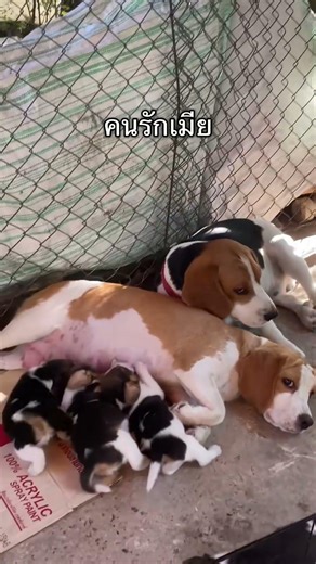 귀여운 강아지 만나보세요 / 愛らしい子犬に出会おう #JapanDogs #KoreaPuppies