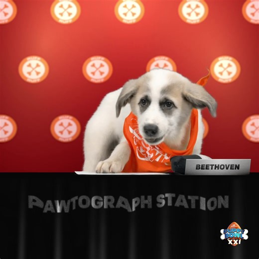 We’ll be rooting for you from midfield to the end zone! 🐾 Watch Beethoven in #PuppyBowl today at 2p ET | 11a PT on Animal Planet! | Travel Channel