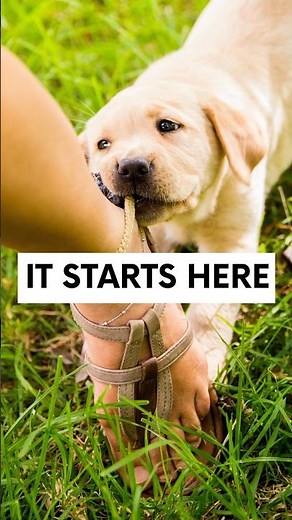 This Is Where Puppy Biting Begins