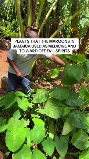 3.7K views · 37 reactions | The Jamaican Maroons turned nature into a...