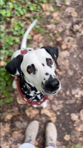 Just keep it funny!😂🫶 #dalmatian #dog #doglove