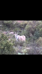 684 reactions · 14 comments | Beautiful shot on this Eland bull !! 歷 . . . Follow @killshot.hunting #hunting #safari #killshot #outdoors #africa #africahunting #biggamehunting | KillShot Hunting | Facebook