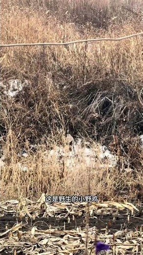 Crazy Pheasants Take Over the Mountain