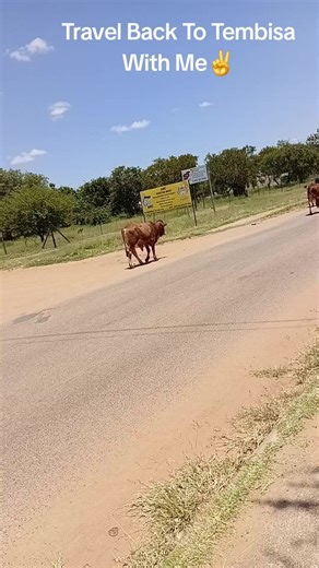 Exploring Tembisa: A Journey Through Culture and Community