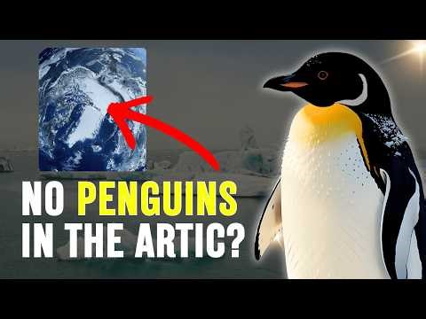 Why There Are NO Penguins in the Arctic 🐧❄️ (Real Reason!)