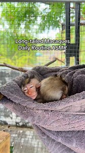 9.1K views · 270 reactions | Rainy day routine with our long-tailed...