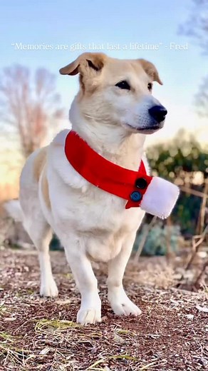 2.8K views · 522 reactions | Freddy’s shop is open! All presale orders will start shipping next week. Thank you for all of those who’ve ordered so far! Teachers or anyone shopping for one, comment TEACHER and we’ll DM you a link for free shipping. Link below! ⬇️ Thank you & #semperfred https://www.fredtheafghan.com/shop.html #stubbornpositivity #stubbornlypositive | Fred The Afghan | Facebook