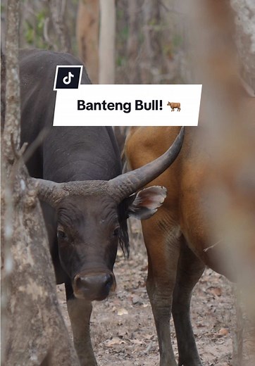 Close Encounters with a Banteng Bull in Australia