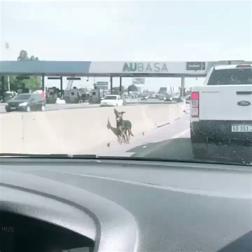 Animals Fucking Dying 🐕 (@AnimalNmlfckng) on X