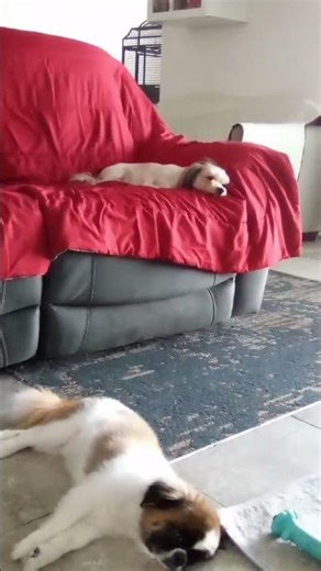 my babies #DreamTrackAI my dogs are bad boys