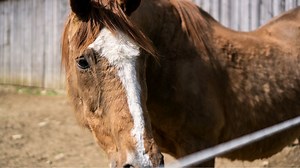 Trusted Company, likely Secretariat’s last living daughter