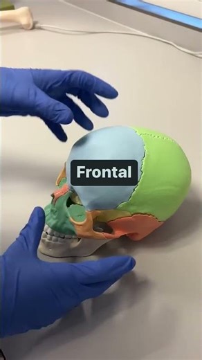 bones of cranium #lifeisbutadream #biology #bones
