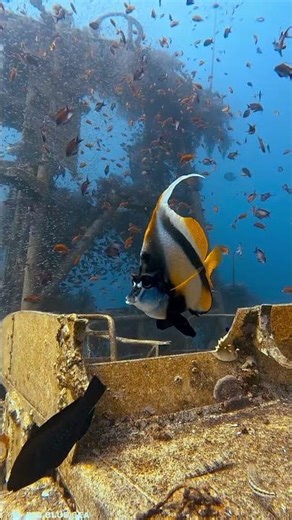 The Red Sea Bannerfish!!!