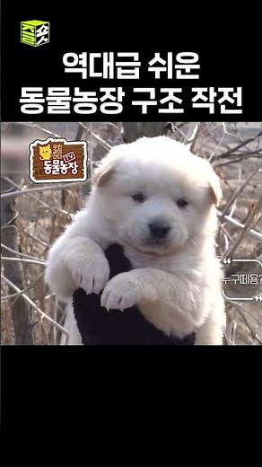 방어력 0% #달리 #DALI #TV동물농장 #shorts