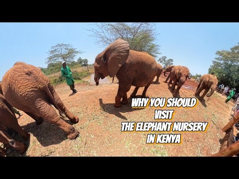 Why you should visit The Elephant Nursery in Nairobi National Park