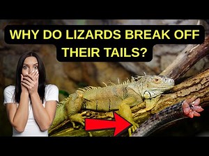 Why Do Lizards Break Off Their Tails ?