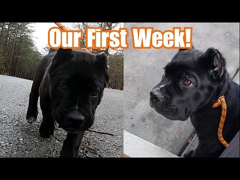 First Week With Our Cane Corso Puppy | Starting Basic Obedience