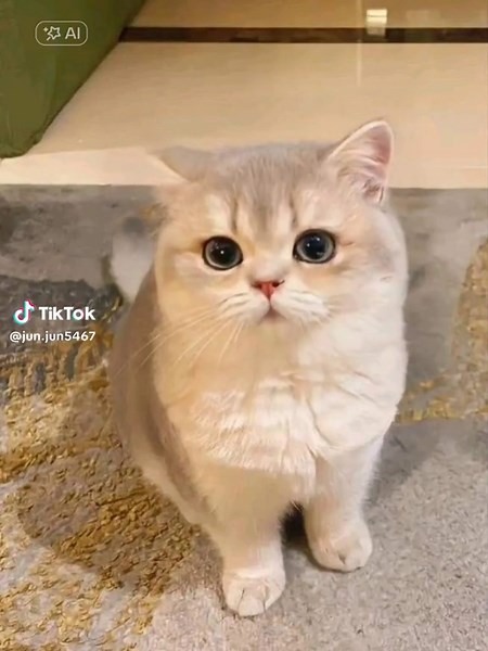 Cute Cat Lip Sync Using AI Filter Tutorial