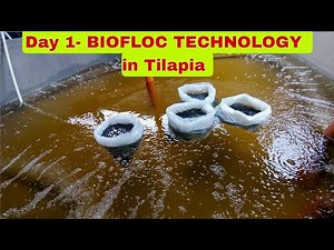 Starting Tilapia Farming using BIOFLOC TECHNOLOGY- 2nd Batch