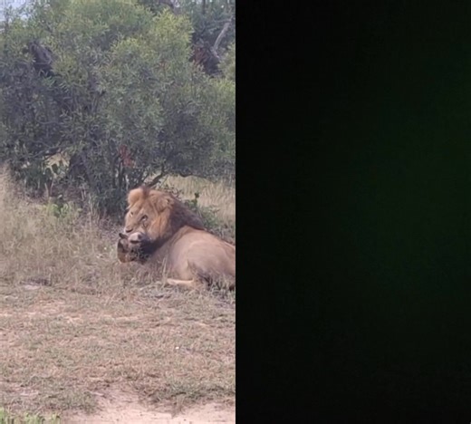 Where to See African Wild Dogs in Africa 🐾 Meet Africa’s most underrated predators — intelligent, fast, and incredibly social. You’ll find the best chances to see African wild dogs in: 📍 Botswana – Okavango Delta 📍 Tanzania – Serengeti & Ruaha 📍 Zimbabwe – Hwange National Park 📍 Zambia – South Luangwa 📍 Kenya – Laikipia & Samburu Watching a pack on the move is pure adrenaline — coordinated chases, nonstop communication, and success rates most big cats can’t match. ✨ Reach out today and let