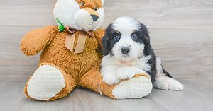Mini Bernedoodle Puppies for Sale | Premier Pups