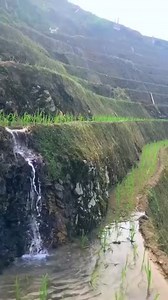 18K views · 625 reactions | Beautiful Step Farming Step farming or Terrace farming is an ancient way of farming on hills with steep slopes. It helps in the conservation of soil and water. Terraces reduce both the amount and velocity of water moving across the soil surface which allows more intensive cropping on elevated regions. | Ministry of Jal Shakti, Department of Water Resources, RD & GR | Facebook